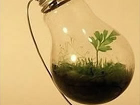 怎么做燈泡花盆的方法 燈泡廢物利用制作盆栽
