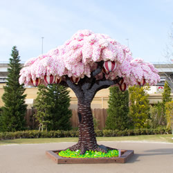 一年四季都綻放 世界上最大樂高櫻花樹圖片